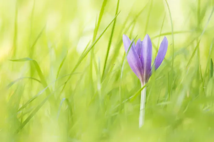 Framed Print : Autumn crocus or meadow saffron (Colchicum autumnalis) in Eades Meadow, Worcestershire Framed Print : Autumn crocus or meadow saffron (Colchicum autumnalis) in Eades Meadow, Worcestershire