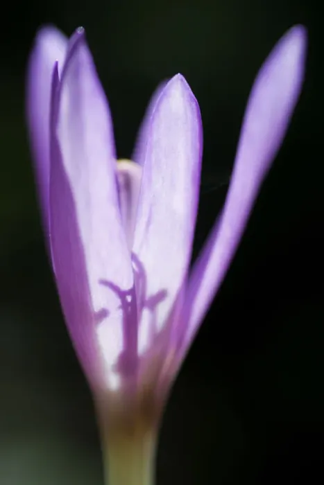 Framed Print : Autumn crocus or meadow saffron (Colchicum autumnalis) in Lower Woods, Gloucestershire Framed Print : Autumn crocus or meadow saffron (Colchicum autumnalis) in Lower Woods, Gloucestershire