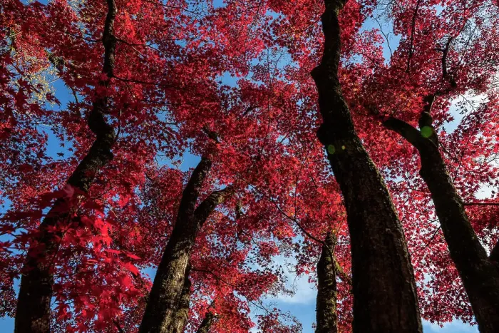 Framed Print : Autumn foliage of Momiji Japanese maple trees (Acer). Kyoto, Japan Framed Print : Autumn foliage of Momiji Japanese maple trees (Acer). Kyoto, Japan