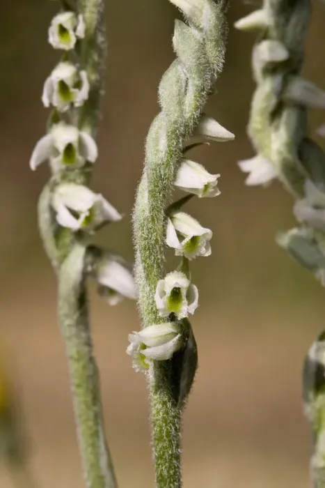 Framed Print : Autumn ladies tresses (Spiranthes spiralis) Sark, British Channel Islands, August Framed Print : Autumn ladies tresses (Spiranthes spiralis) Sark, British Channel Islands, August