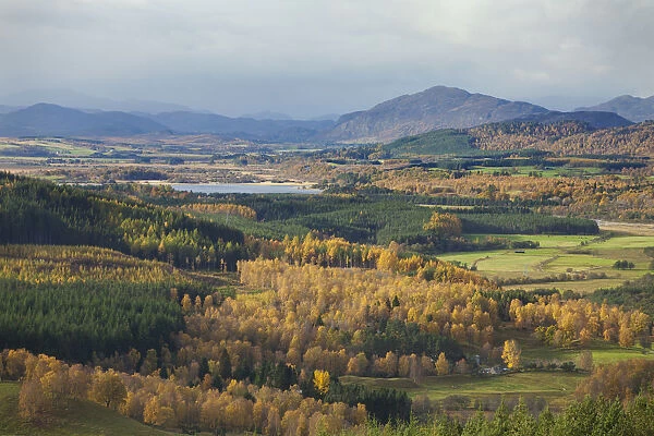 Autumn landscape with birch and pine woodland, Strathspey, Cairngorms National Park