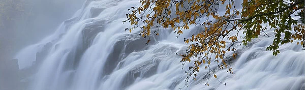 Autumn leaves on branch overhanging waterfall, Bond Falls, Upper Peninsula, Michigan, USA