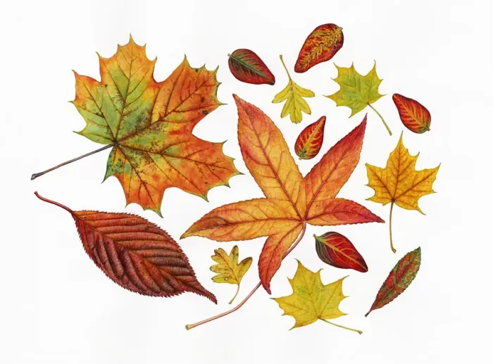 Framed Print : Autumn leaves including Sweet gum (Liquidambar styraciflua) Framed Print : Autumn leaves including Sweet gum (Liquidambar styraciflua)
