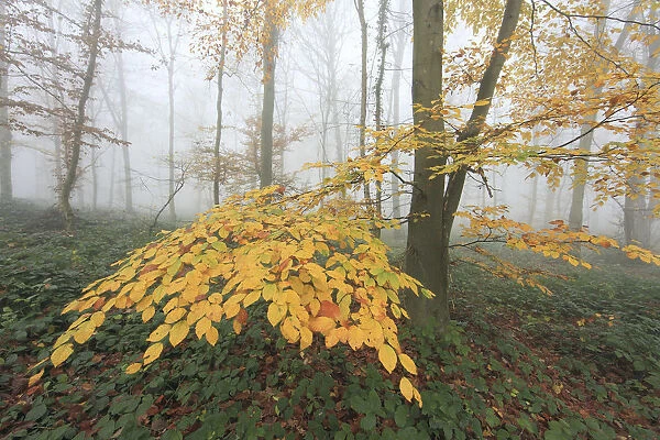Autumn leaves in a misty Beech (Fagus) woodland. Saint Gobain, France, November 2010