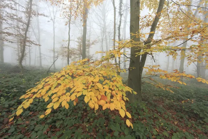 Framed Print : Autumn leaves in a misty Beech (Fagus) woodland. Saint Gobain, France, November 2010
