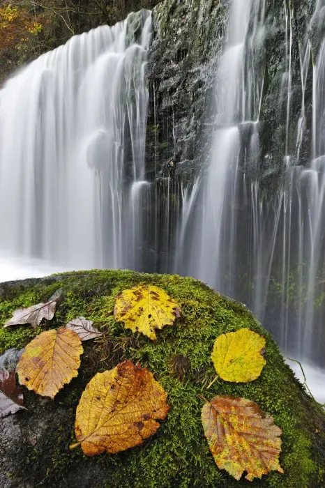 Framed Print : Autumn leaves on mossy rock in front of Sgwd Isaf Clun-gwyn waterfall. Ystradfellte Framed Print : Autumn leaves on mossy rock in front of Sgwd Isaf Clun-gwyn waterfall. Ystradfellte