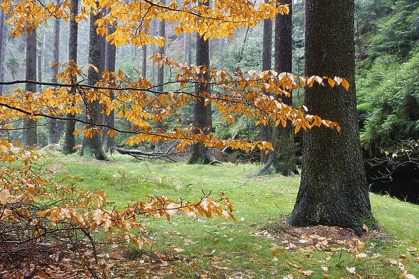 Autumn leaves and tree trunks, Rynartice, Ceske Svycarsko  /  Bohemian Switzerland National Park