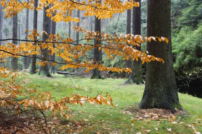 Framed Print : Autumn leaves and tree trunks, Rynartice, Ceske Svycarsko / Bohemian Switzerland National Park Framed Print : Autumn leaves and tree trunks, Rynartice, Ceske Svycarsko / Bohemian Switzerland National Park