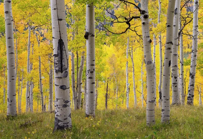 Framed Print : Autumn quaking aspen grove (Populus tremuloides) with trunks scarred by browsing elk (Cervus canadensis). Below Turret Ridge, Uncompahgre National Forest, Colorado, USA. October Framed Print : Autumn quaking aspen grove (Populus tremuloides) with trunks scarred by browsing elk (Cervus canadensis). Below Turret Ridge, Uncompahgre National Forest, Colorado, USA. October