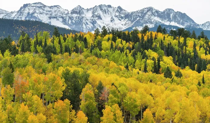 Framed Print : Autumn quaking aspens (Populus tremuloides) with mixed evergreens below the Sneffels Range. Uncompahgre National Forest, Colorado, USA. October Framed Print : Autumn quaking aspens (Populus tremuloides) with mixed evergreens below the Sneffels Range. Uncompahgre National Forest, Colorado, USA. October