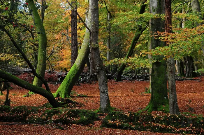 Framed Print : Autumn trees in Acres Down Woodland, Emery Down, New Forest National Park, Hampshire, UK, November Framed Print : Autumn trees in Acres Down Woodland, Emery Down, New Forest National Park, Hampshire, UK, November