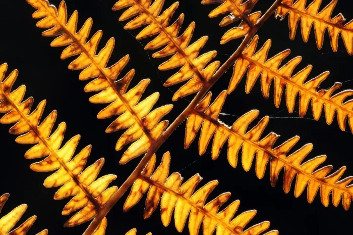 Framed Print : Autumnal bracken {Pteridium aquilinum} backlit, Exmoor National Park, Somerset, UK Framed Print : Autumnal bracken {Pteridium aquilinum} backlit, Exmoor National Park, Somerset, UK