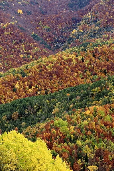 Autumnal forest landscape in Ordesa y Monte Perdido National Park, Huesca, Spain, October 2015