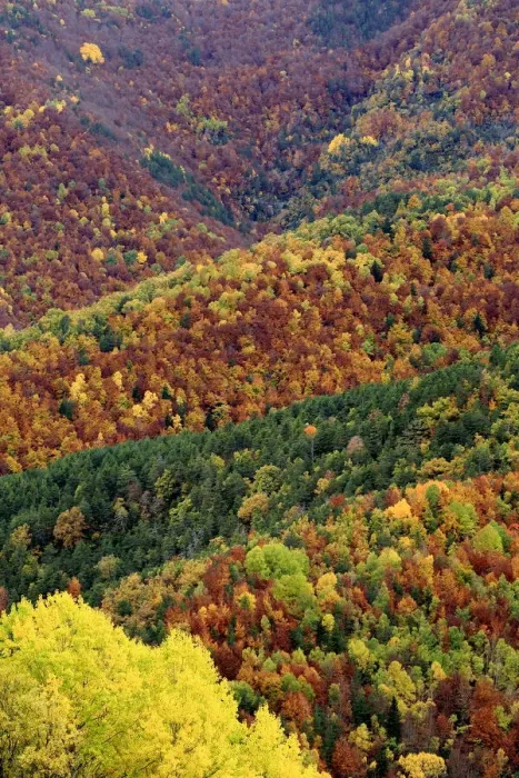 Framed Print : Autumnal forest landscape in Ordesa y Monte Perdido National Park, Huesca, Spain, October 2015 Framed Print : Autumnal forest landscape in Ordesa y Monte Perdido National Park, Huesca, Spain, October 2015