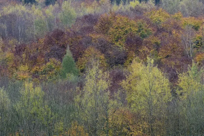 Framed Print : Autumnal forest, Vosges forest, France, November 2014 Framed Print : Autumnal forest, Vosges forest, France, November 2014