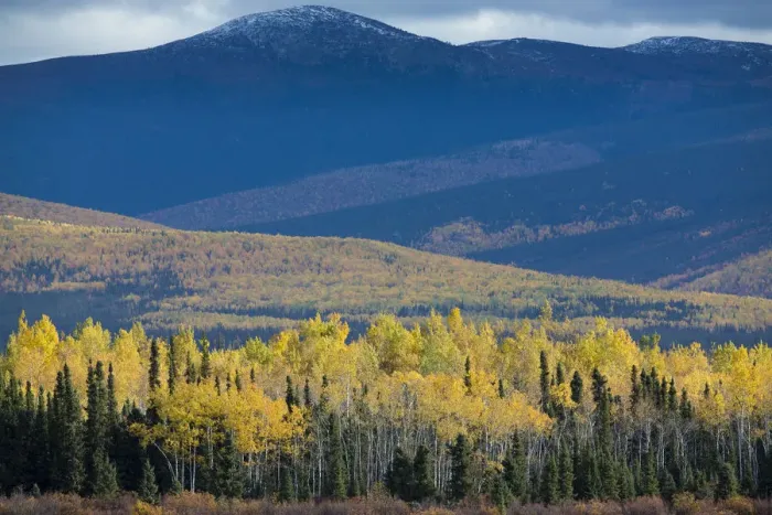 Framed Print : Autumnal Quaking aspen (Populus tremuloides) and pine tree forest, along the Klondike Framed Print : Autumnal Quaking aspen (Populus tremuloides) and pine tree forest, along the Klondike