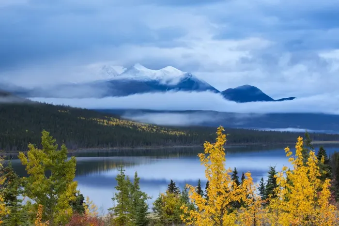 Framed Print : Autumnal Quaking aspen tree (Populus tremuloides) at Nares Lake, with Montana Mountain beyond Framed Print : Autumnal Quaking aspen tree (Populus tremuloides) at Nares Lake, with Montana Mountain beyond