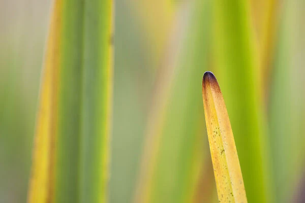 Autumnal reeds and grasses abstract, Forsinard Flows RSPB reserve, Sutherland, Scotland