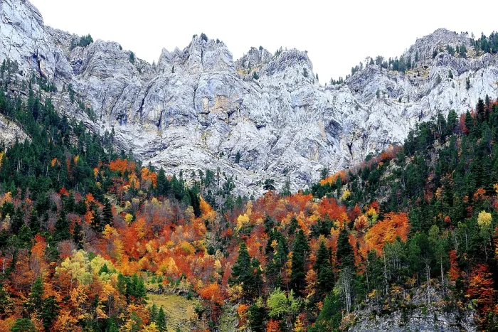 Framed Print : Autumnal trees growing in steep gorge, Ordesa y Monte Perdido National Park, Huesca, Spain, October Framed Print : Autumnal trees growing in steep gorge, Ordesa y Monte Perdido National Park, Huesca, Spain, October