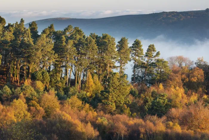 Framed Print : Autumnal trees near Webbers Post, Exmoor National Park, Somerset, England, UK Framed Print : Autumnal trees near Webbers Post, Exmoor National Park, Somerset, England, UK