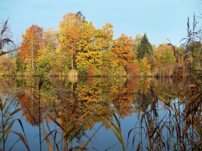 Framed Print : Autumnal trees reflecting in lake, Penzberg, Upper Bavaria, Germany. October, 2020 Framed Print : Autumnal trees reflecting in lake, Penzberg, Upper Bavaria, Germany. October, 2020