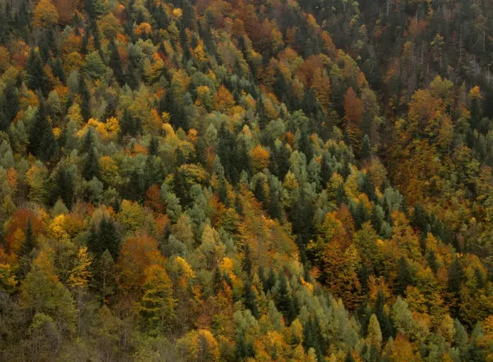 Framed Print : Autumnal trees in the Valley of Varrados, Val d Aran, Catalonia, Pyrenees Framed Print : Autumnal trees in the Valley of Varrados, Val d Aran, Catalonia, Pyrenees