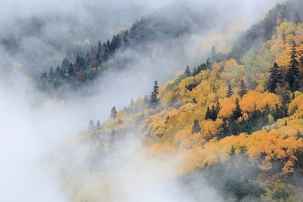Autumnal woodland in mist, Ordesa y Monte Perdido National Park, Huesca, Spain, October
