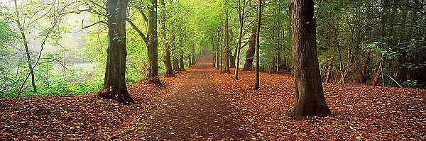 Avenue of autumnal trees, Hampstead Heath, London, England, UK