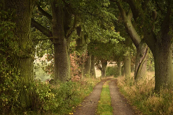Avenue of Oak trees (Quercus) Eickelberg, Warnowtal, Germany, September
