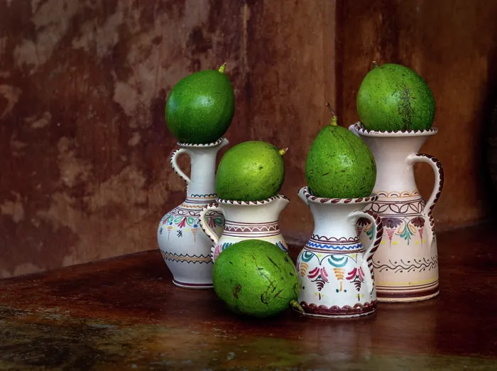 Framed Print : Avocados freshly picked from a garden, Dominica, Lesser Antilles Framed Print : Avocados freshly picked from a garden, Dominica, Lesser Antilles