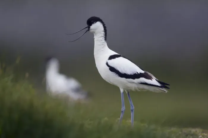 Framed Print : Avocet (Recurvirostra avosetta) calling, Texel, Netherlands, May 2009 Framed Print : Avocet (Recurvirostra avosetta) calling, Texel, Netherlands, May 2009