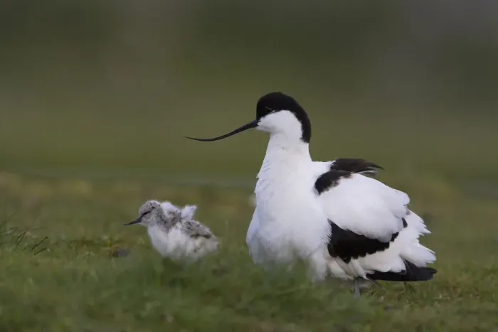 Framed Print : Avocet (Recurvirostra avosetta) with chick, Texel, The Netherlands, May 2009