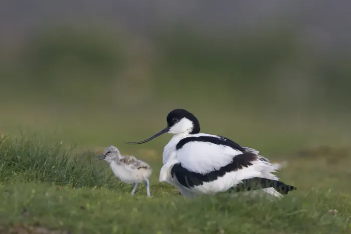 Framed Print : Avocet (Recurvirostra avosetta) with chick, Texel, Netherlands, May 2009