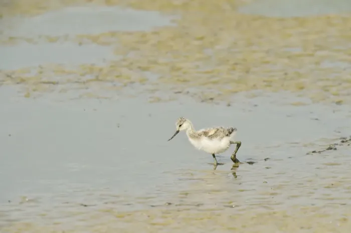 Framed Print : Avocet (Recurvirostra avosetta) chick in drying pool on grazing marsh, Elmley marshes Framed Print : Avocet (Recurvirostra avosetta) chick in drying pool on grazing marsh, Elmley marshes