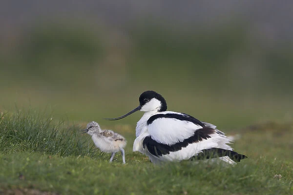 Avocet (Recurvirostra avosetta) with chick, Texel, Netherlands, May 2009