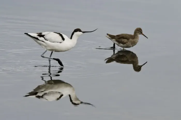Framed Print : Avocet (Recurvirostra avosetta) feeding along side a Redshank (Tringa totanus), Brownsea Island Framed Print : Avocet (Recurvirostra avosetta) feeding along side a Redshank (Tringa totanus), Brownsea Island