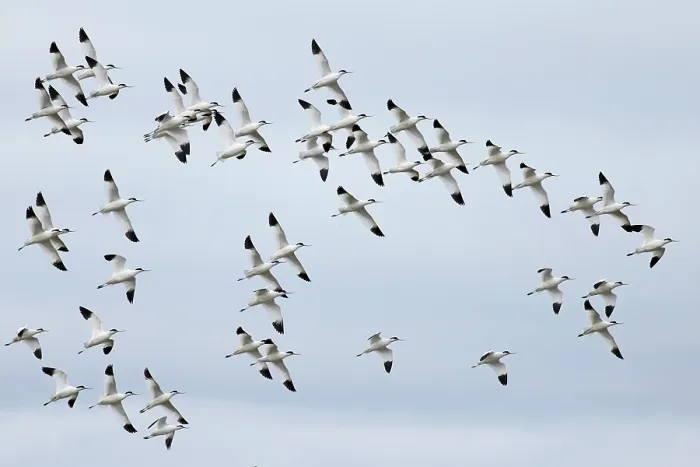 Framed Print : Avocet (Recurvirostra avosetta) flock in flight, Cley Marshes, Norfolk, UK. March Framed Print : Avocet (Recurvirostra avosetta) flock in flight, Cley Marshes, Norfolk, UK. March