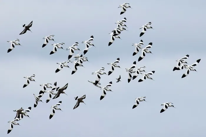 Framed Print : Avocet (Recurvirostra avosetta) flock in flight, Cley Marshes, Norfolk, UK. March Framed Print : Avocet (Recurvirostra avosetta) flock in flight, Cley Marshes, Norfolk, UK. March