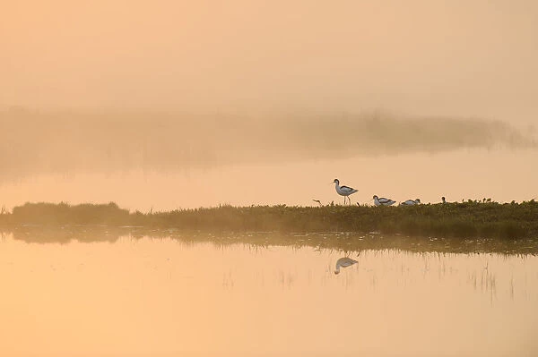 Avocet (Recurvirostra avosetta) in mist on grazing marsh at dawn, Thames Estuary