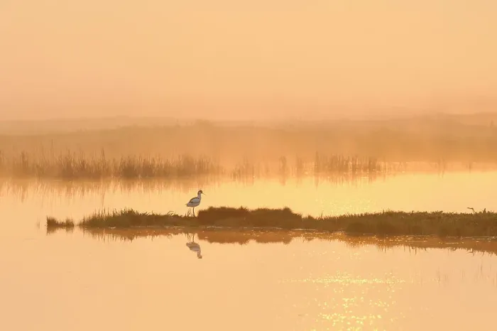 Framed Print : Avocet (Recurvirostra avosetta) in mist on grazing marsh at dawn, Thames Estuary, Elmley Marshes RSPB reserve, North Kent, UK, April 2011. 2020VISION Book Plate. 2020VISION press image Framed Print : Avocet (Recurvirostra avosetta) in mist on grazing marsh at dawn, Thames Estuary, Elmley Marshes RSPB reserve, North Kent, UK, April 2011. 2020VISION Book Plate. 2020VISION press image