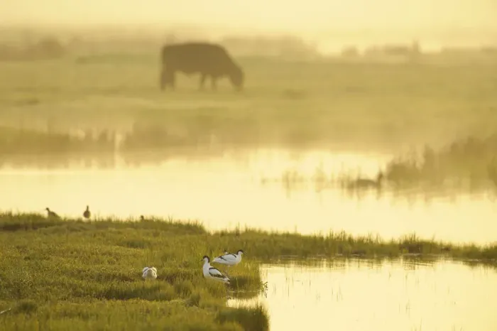 Framed Print : Avocet (Recurvirostra avosetta) in mist on grazing marsh at dawn with cattle grazing Framed Print : Avocet (Recurvirostra avosetta) in mist on grazing marsh at dawn with cattle grazing
