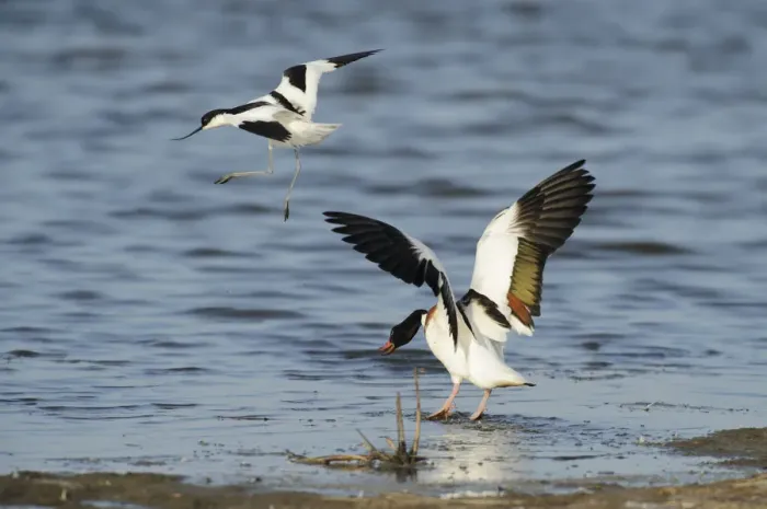 Framed Print : Avocet (Recurvirostra avosetta) trying to drive Shelduck (Tadorna tadorna) pair away