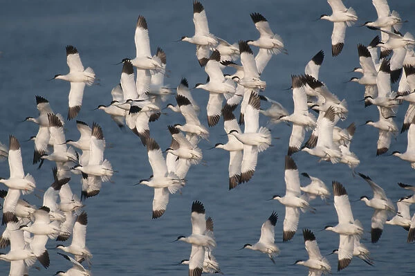 Avocets (Recurvirostra avosetta) flock of adults in flight at Snettisham RSPB Reserve