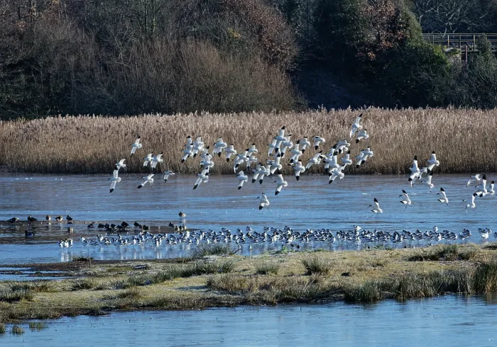Framed Print : Avocets (Recurvirostra avosetta) flock landing at roosting site on frozen, flooded marshland at high tide, RSPB Bowling Green Marsh, Exe Estuary, Topsham, Devon, England, UK Framed Print : Avocets (Recurvirostra avosetta) flock landing at roosting site on frozen, flooded marshland at high tide, RSPB Bowling Green Marsh, Exe Estuary, Topsham, Devon, England, UK