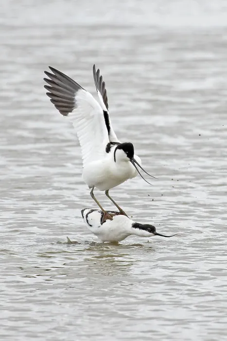 Framed Print : Avocets (Recurvirostra avosetta) pair mating on water, Cley Marshes, Norfolk, England, UK. April Framed Print : Avocets (Recurvirostra avosetta) pair mating on water, Cley Marshes, Norfolk, England, UK. April