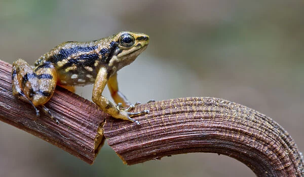 Awa rocket frog (Hyloxalus awa) on stem, Rio Silanche, Pichincha, Ecuador, October 2013