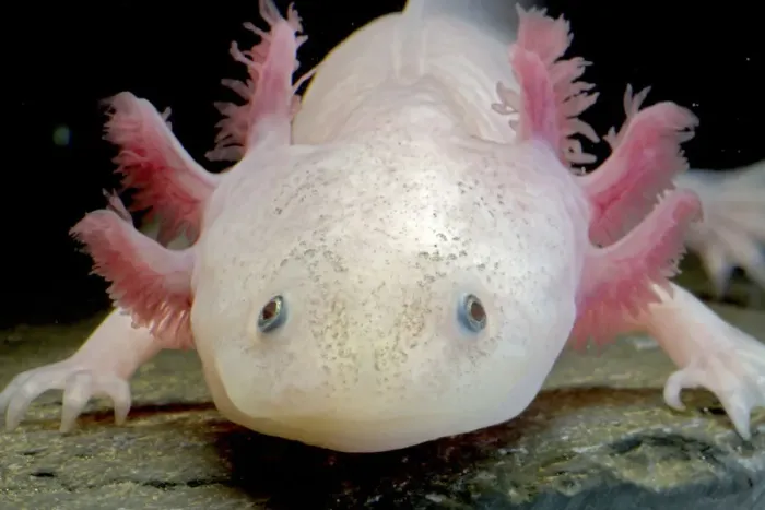Framed Print : Axolotl (Ambystoma mexicanum), white or leucistic form, neotenic salamander Framed Print : Axolotl (Ambystoma mexicanum), white or leucistic form, neotenic salamander