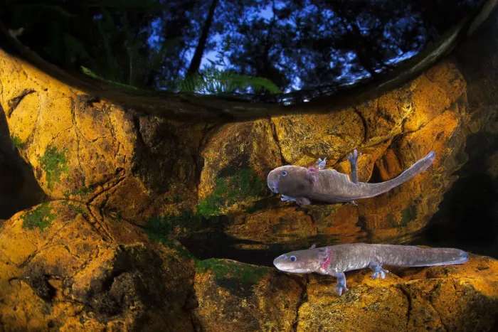 Framed Print : Axototl (Ambystoma mexicanum) swimming in pond at night, reflected in the water, Mexico Framed Print : Axototl (Ambystoma mexicanum) swimming in pond at night, reflected in the water, Mexico