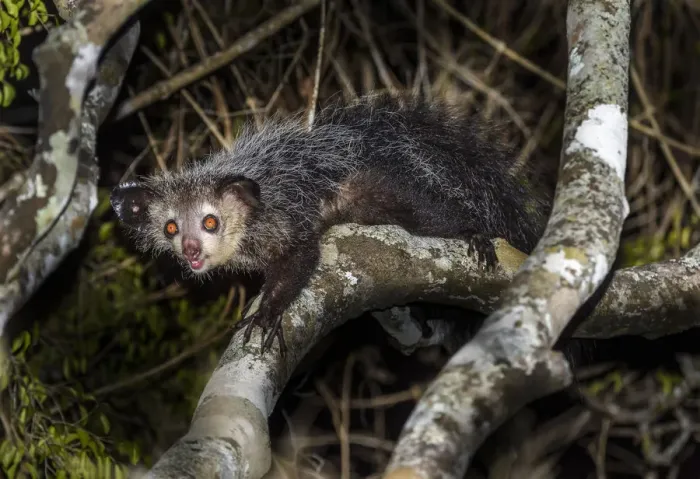 Framed Print : Aye-aye (Daubentonia madagascariensis) adult active and foraging in forest canopy Framed Print : Aye-aye (Daubentonia madagascariensis) adult active and foraging in forest canopy