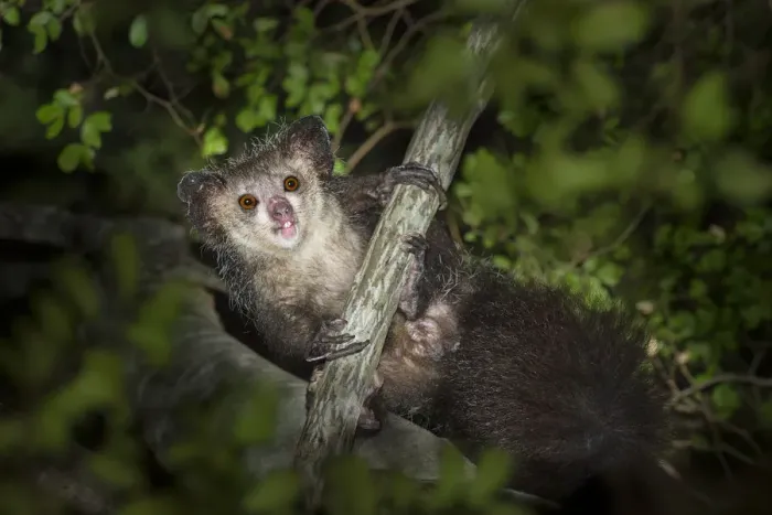 Framed Print : Aye-aye (Daubentonia madagascariensis) after emerging from its nest at dusk. Near Daraina Framed Print : Aye-aye (Daubentonia madagascariensis) after emerging from its nest at dusk. Near Daraina